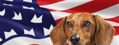 Make my dog hot again!